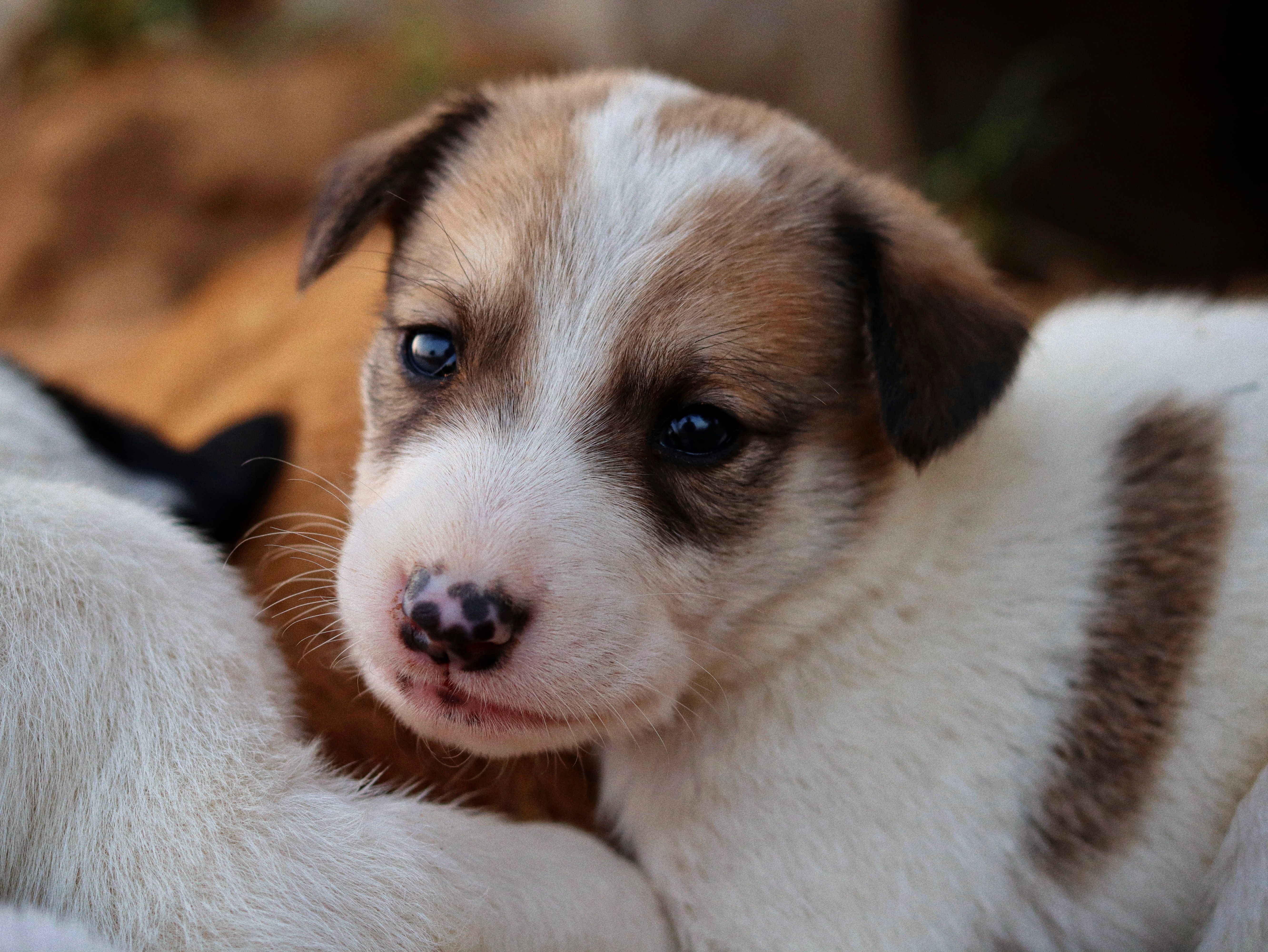 A small puppy with brown eyes | Source: Pexels