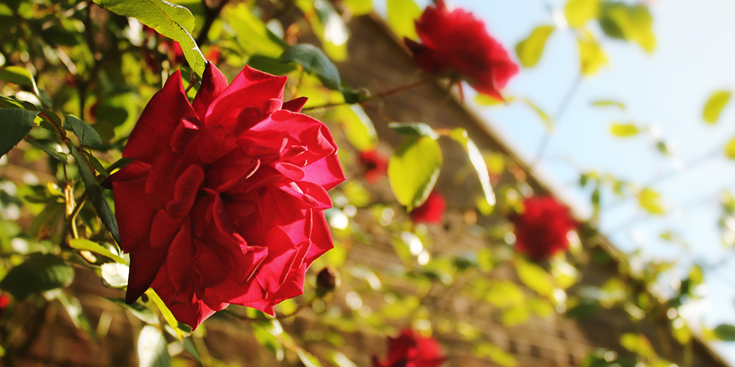 Rosas en un jardín | Fuente: Flickr