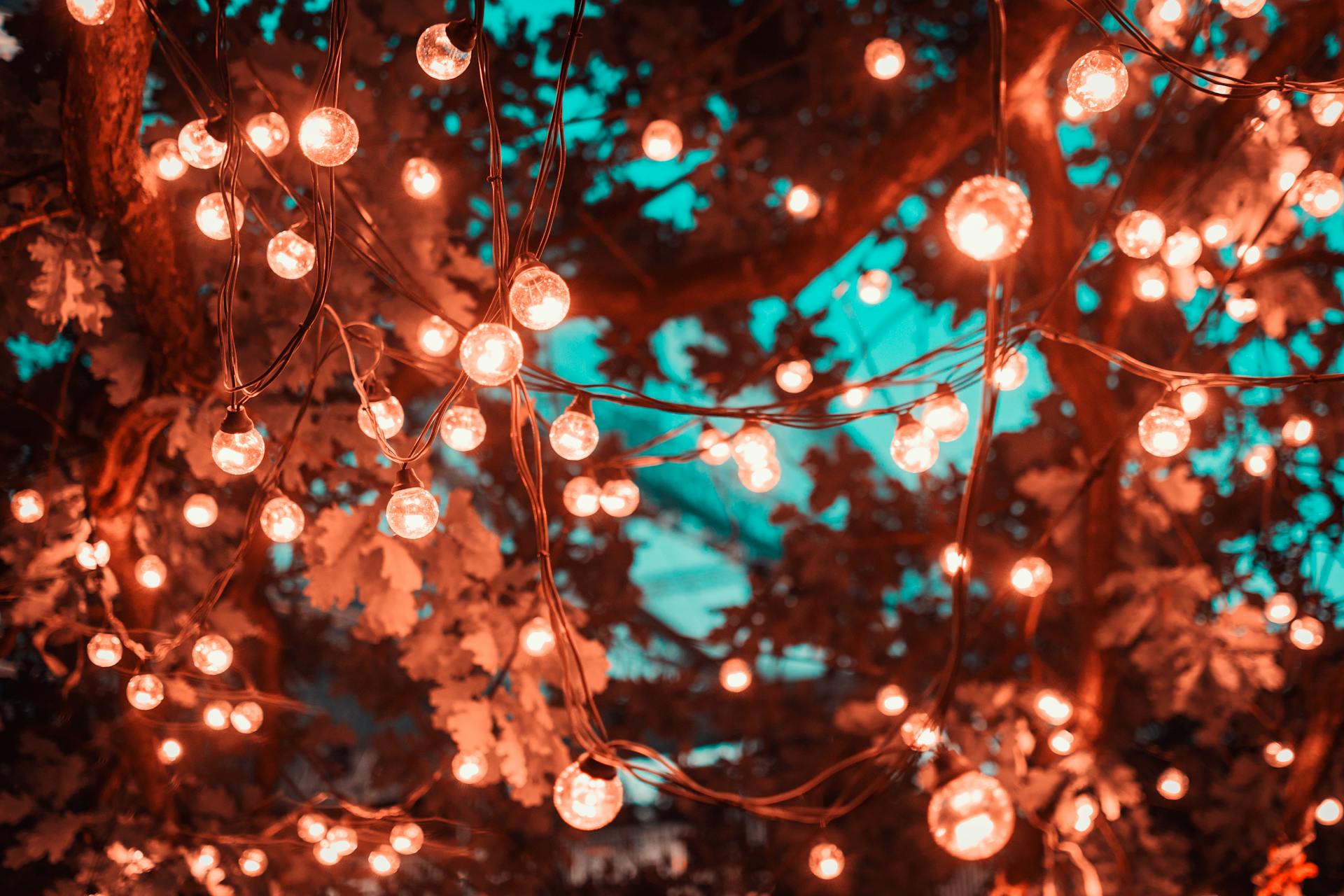 Luces de hadas en un árbol | Fuente: Pexels