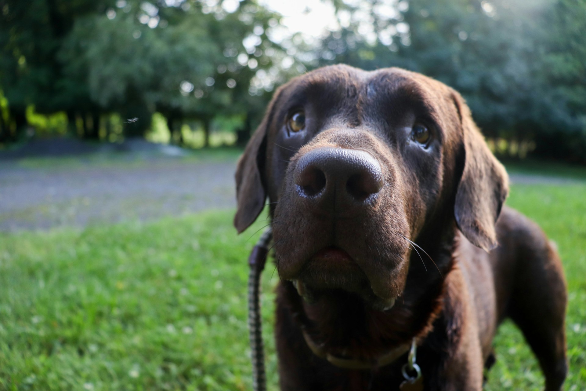 Primer plano de un simpático perro marrón | Fuente: Unsplash