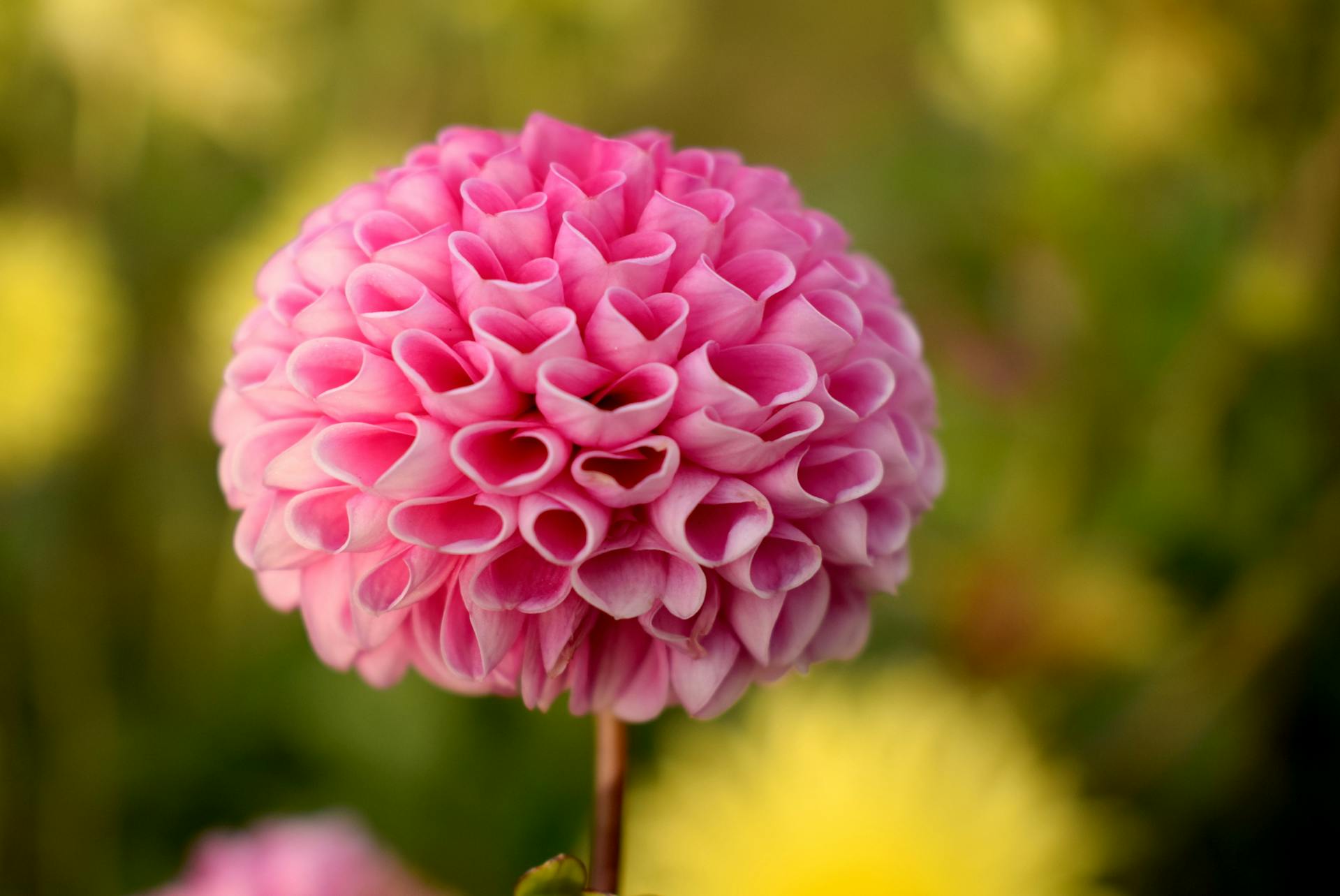Primer plano de una flor de Dalia Rosa | Fuente: Pexels