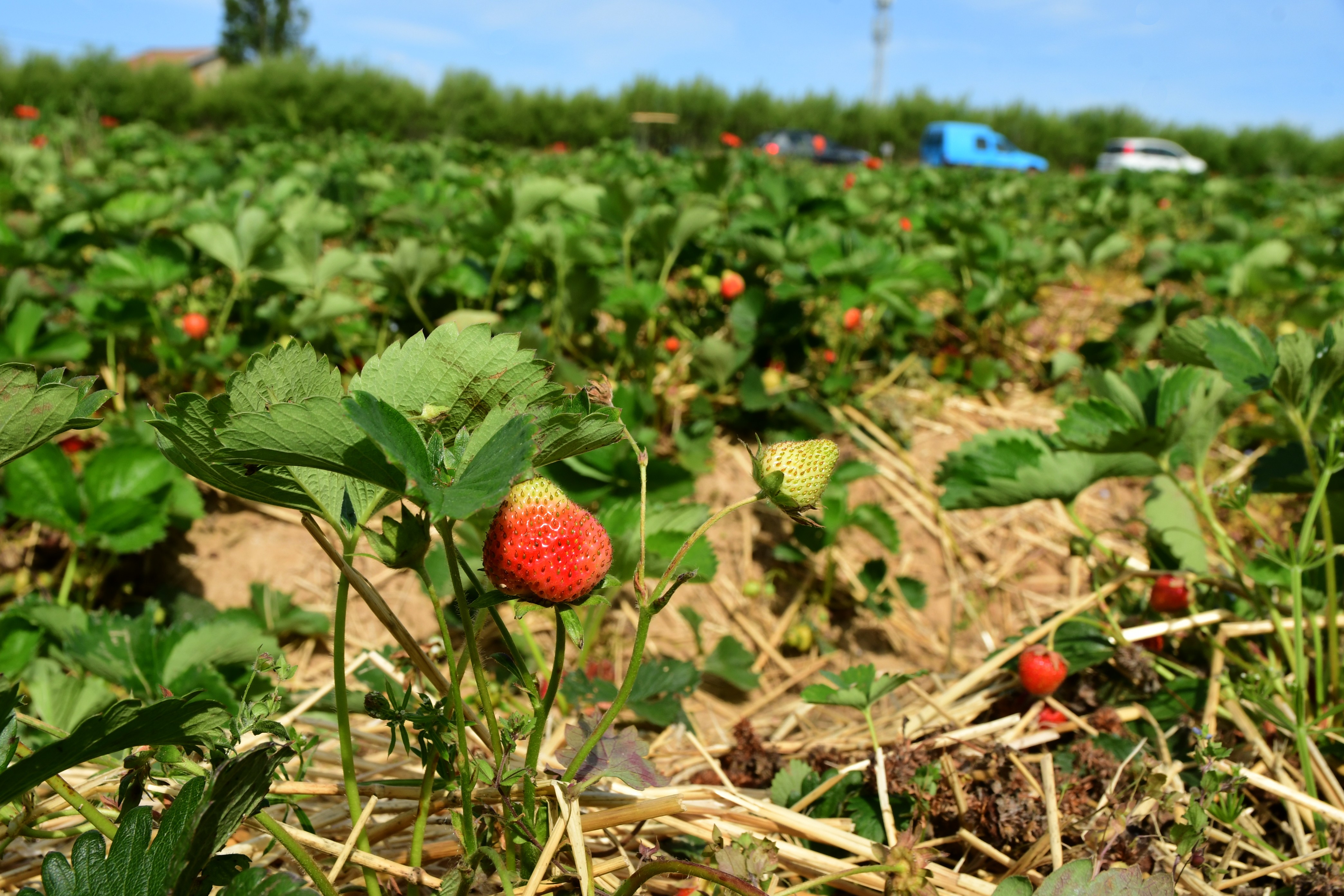 Fresas para mermelada vistas en un campo de la granja de un productor | Fuente: Getty Images
